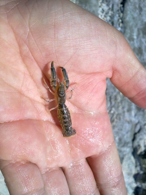 identificazione crostaceo