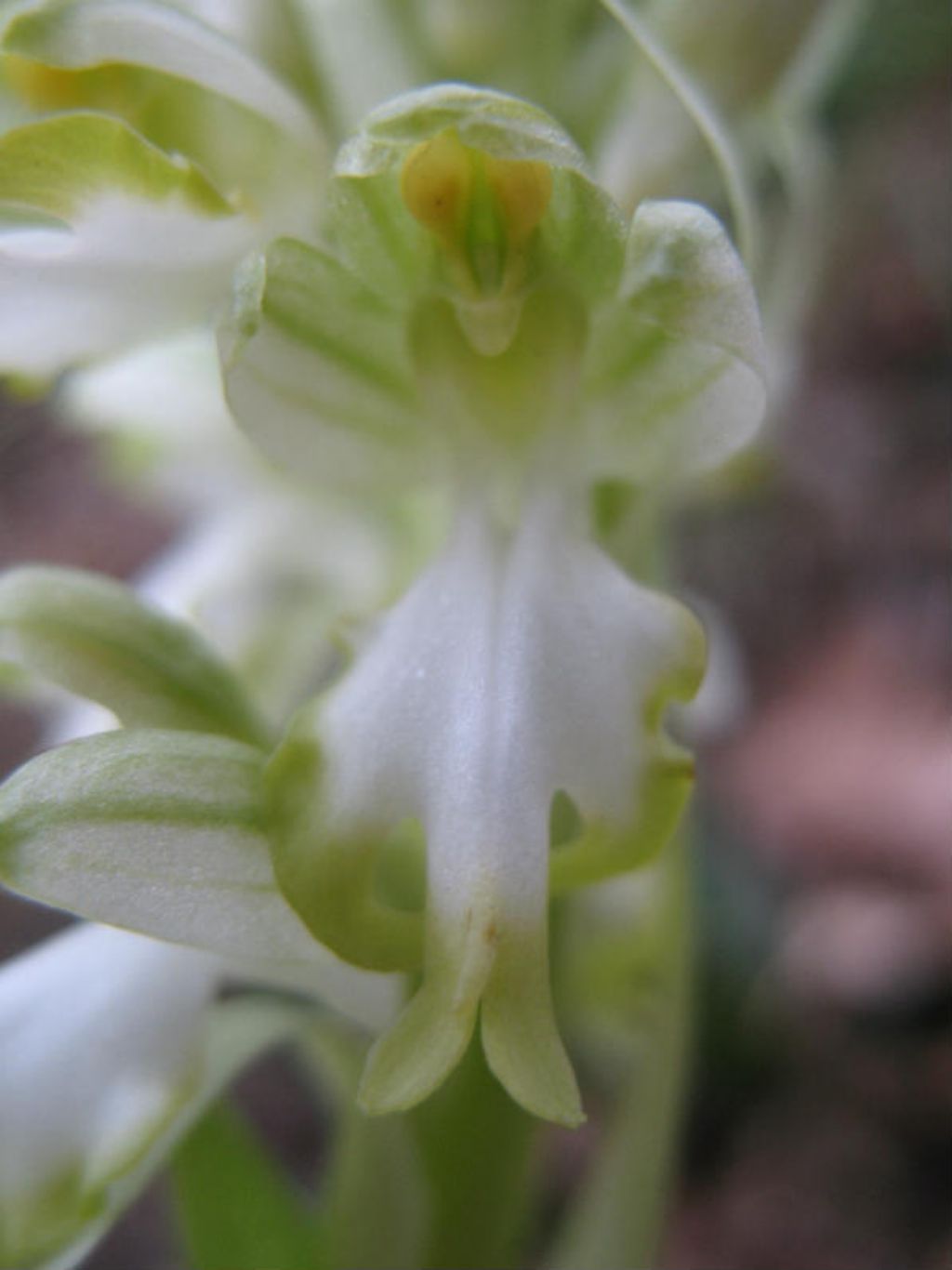 Barlia robertiana apocromica