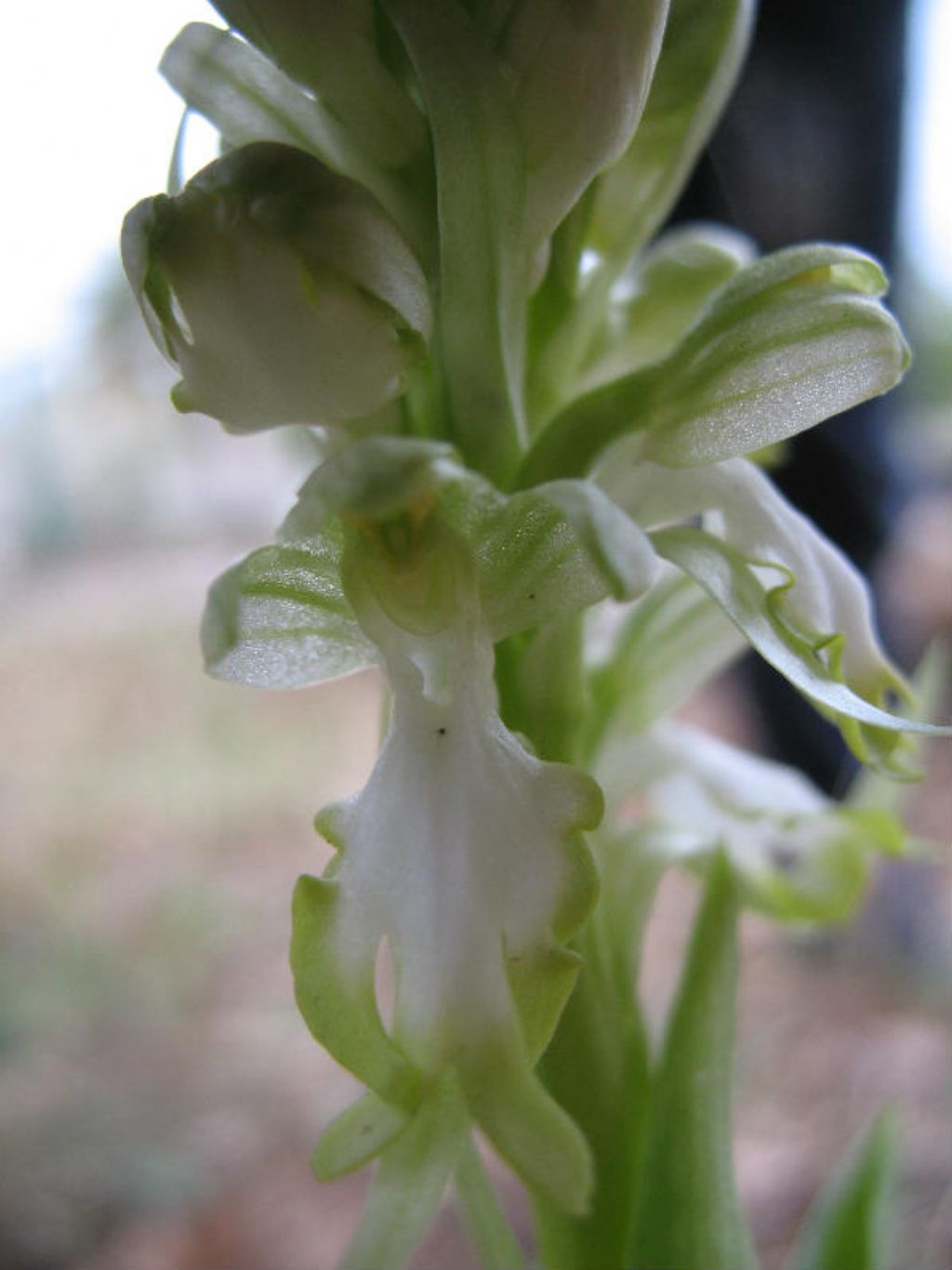 Barlia robertiana apocromica