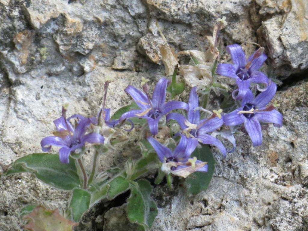 Campanula elatinoides / Campanula dell''Insubria