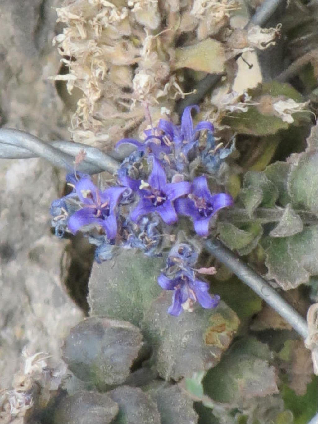 Campanula elatinoides / Campanula dell''Insubria