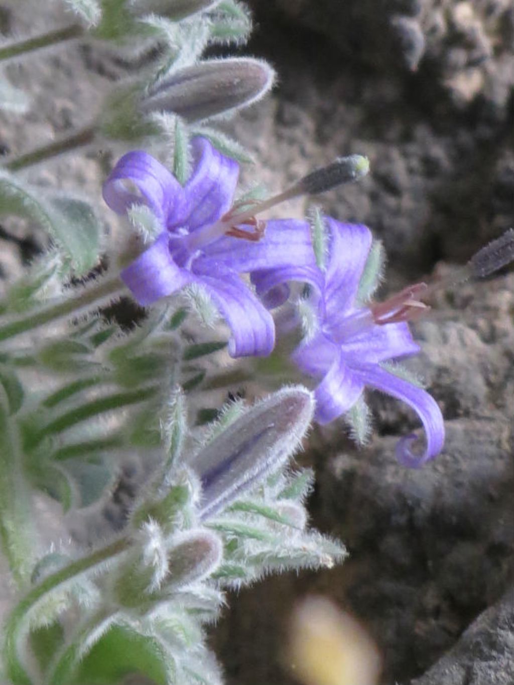 Campanula elatinoides / Campanula dell''Insubria