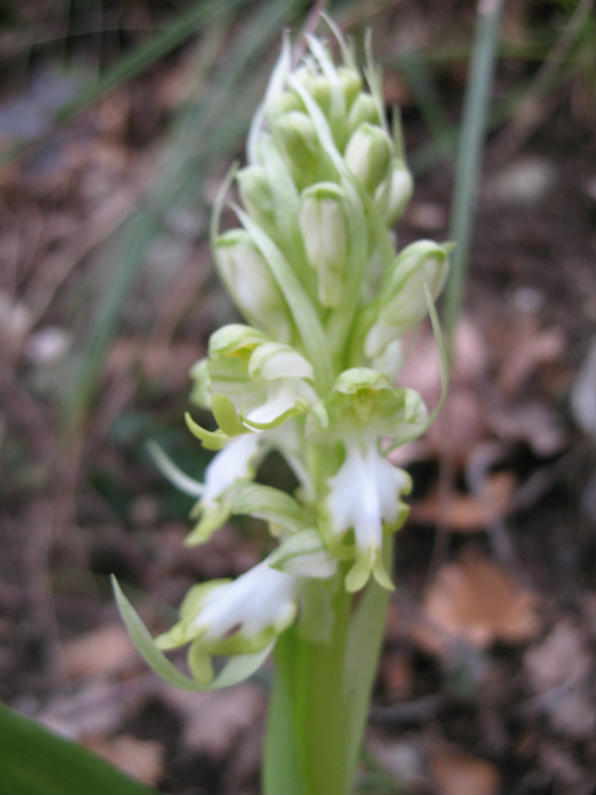 Barlia robertiana apocromica