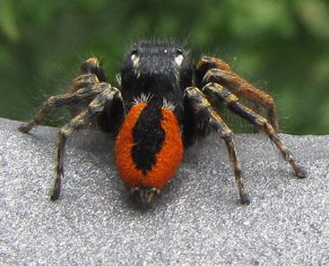 maschio di Philaeus chrysops - Novi Ligure (AL)