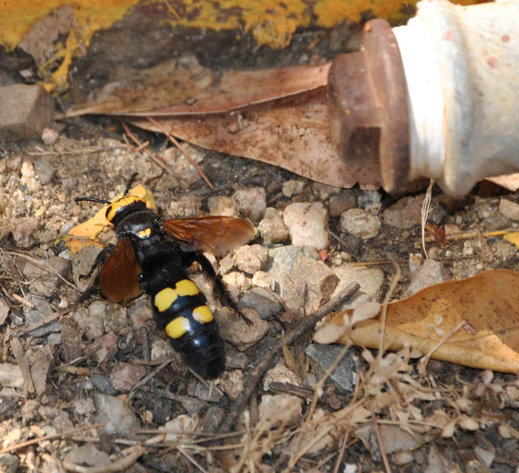 Insetto gigante in Sardegna: Megascolia maculata