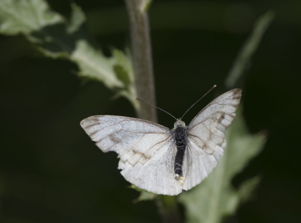 Pieris bryoniae? No, Pieris napi