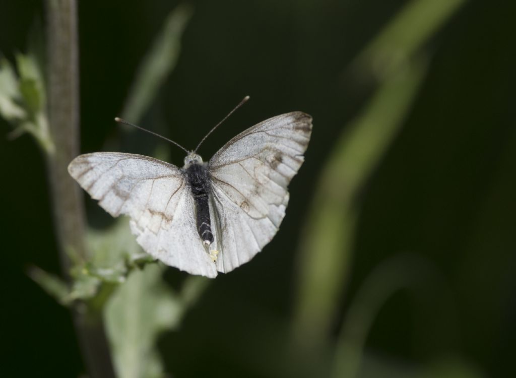 Pieris bryoniae? No, Pieris napi