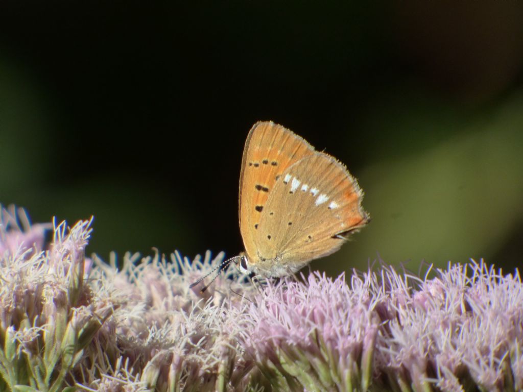 Lycaena virgaureae, femmina