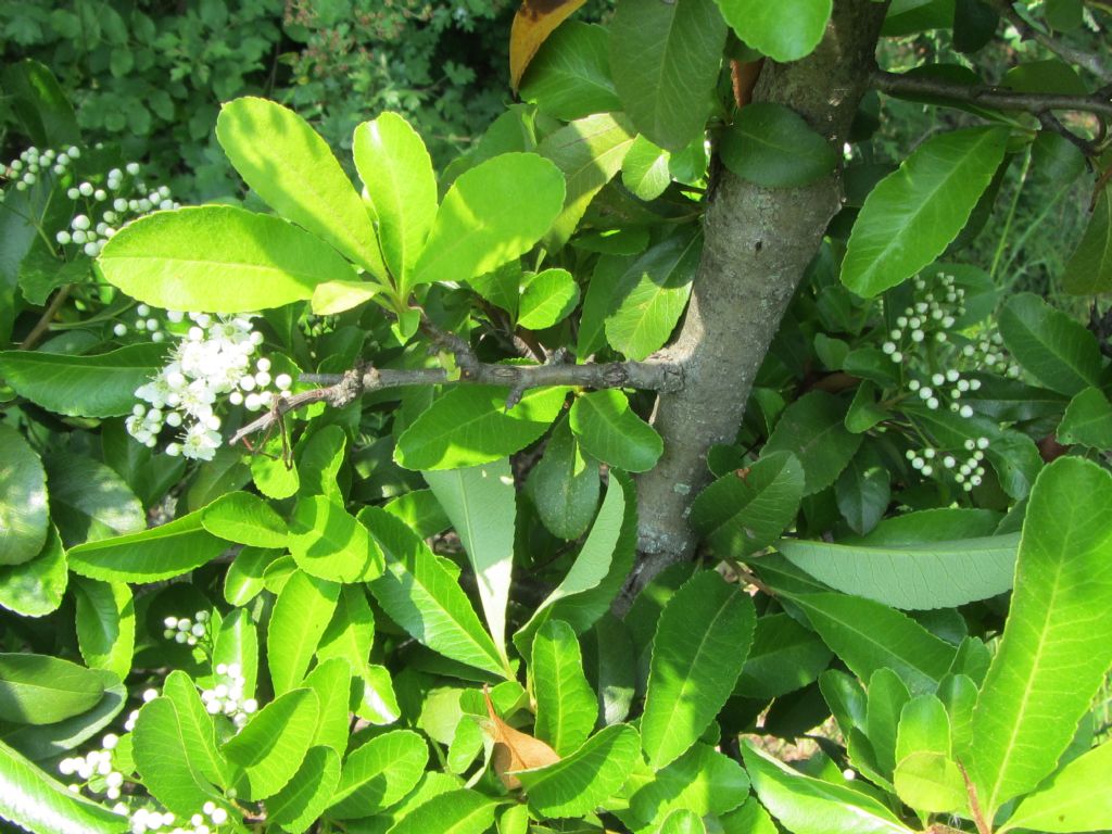 Pyracantha crenulata (= P. rogersiana) / Agazzino crenulato