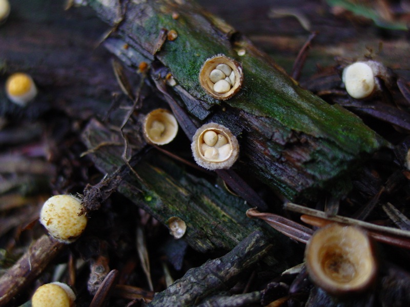 Cyathus olla o Crucibulum laeve ?