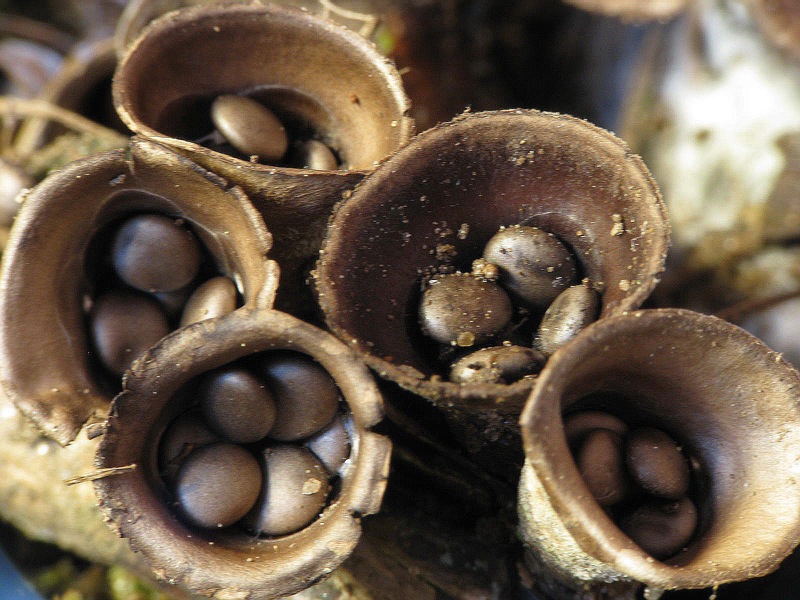 Cyathus olla o Crucibulum laeve ?