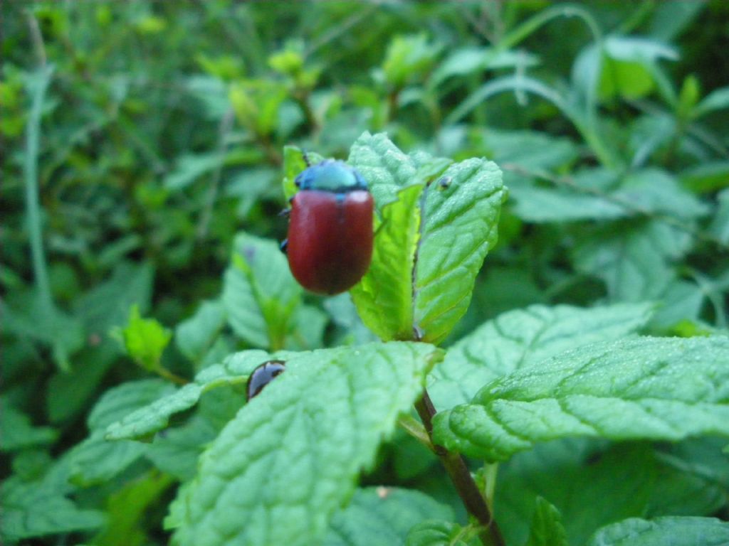 coleottero da id - Chrysolina grossa?