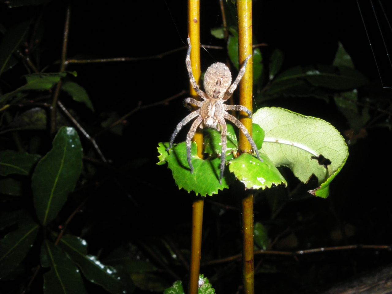 Zoropsis cf. spinimana