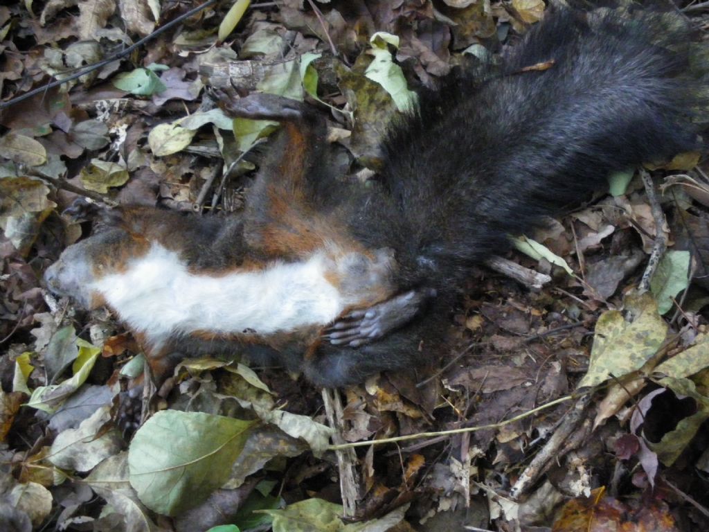 Sciurus vulgaris morto (PT)