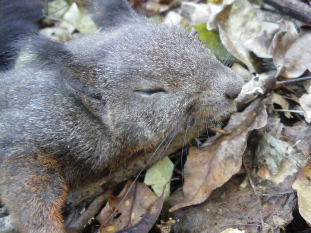 Sciurus vulgaris morto (PT)