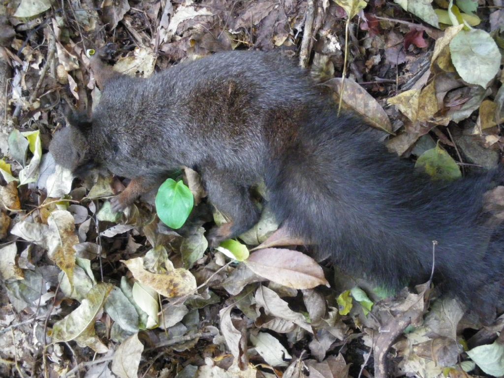 Sciurus vulgaris morto (PT)