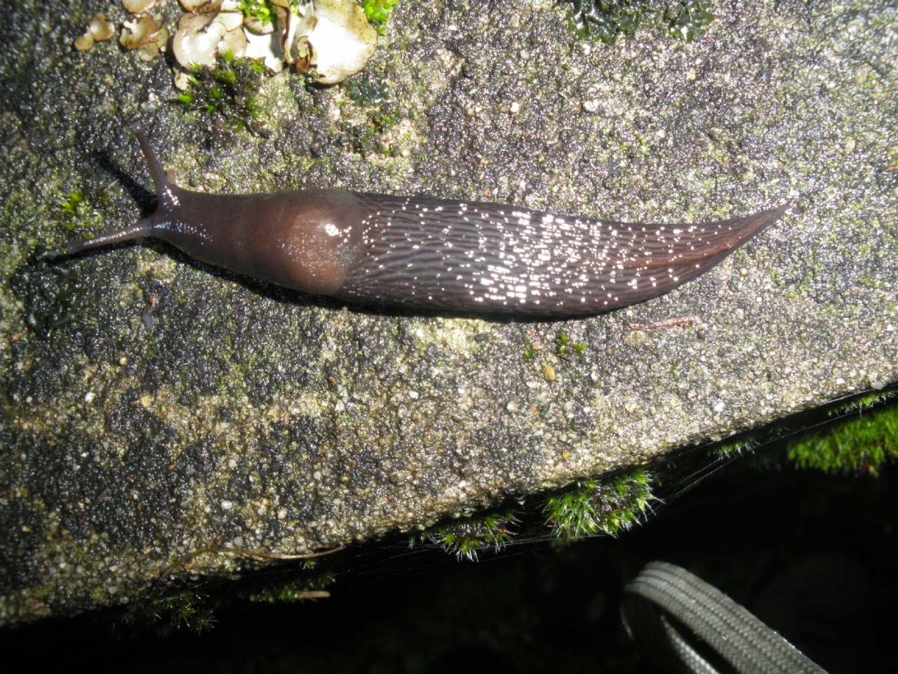 Limax pistoia