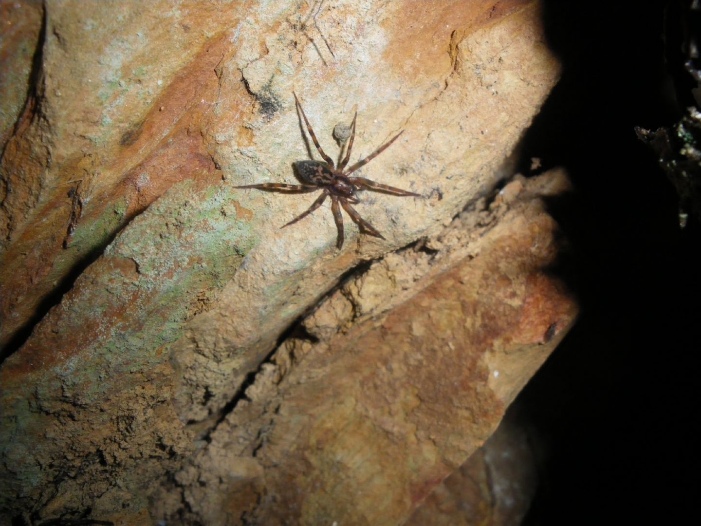 Liocranum rupicola - Pistoia  (PT)