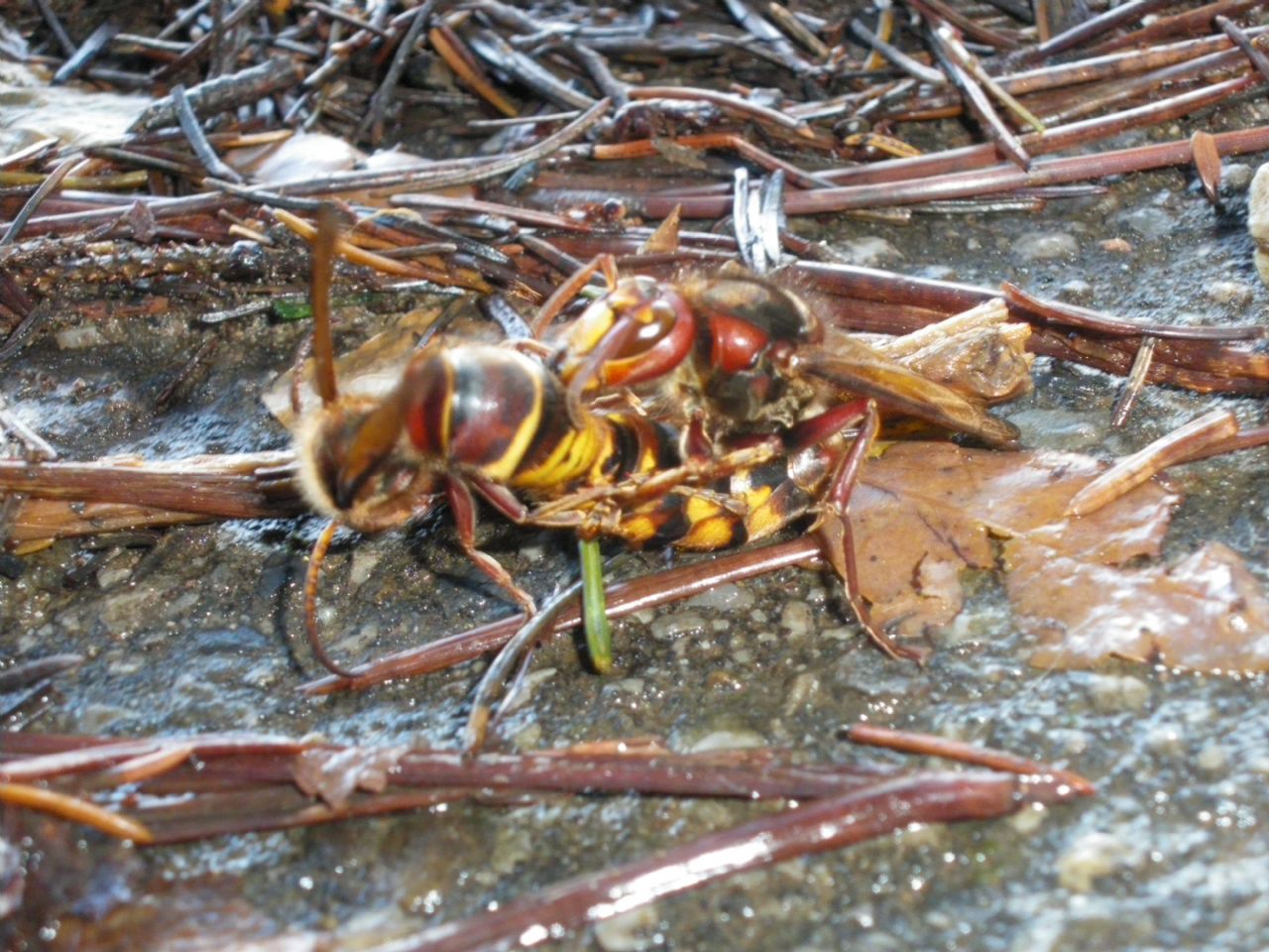 Vespa crabro in accoppiamento