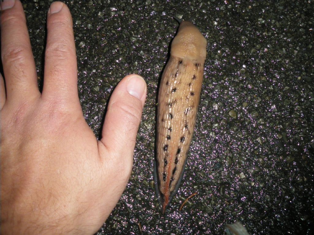 Limax gigante - Limax aldrovandi Moquin-Tandon 1855