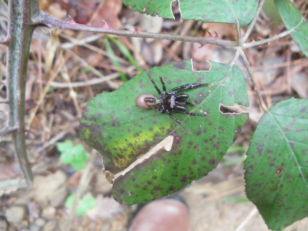 Atypus sp. - Pistoia