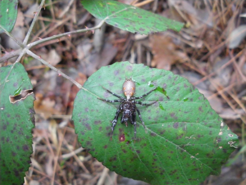 Atypus sp. - Pistoia