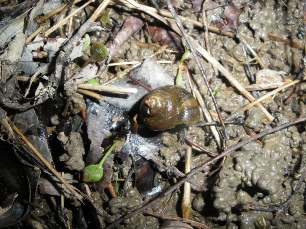 Id chiocciola acquatica