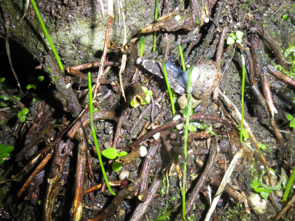 Chilostoma contro lucciola