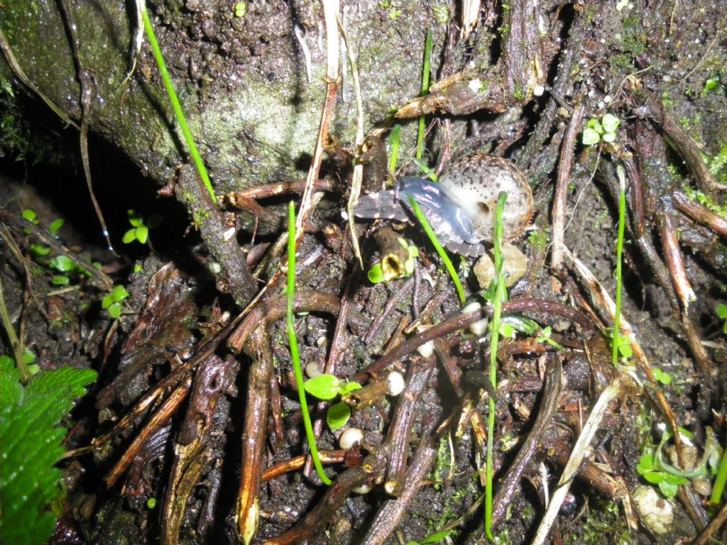 Chilostoma contro lucciola