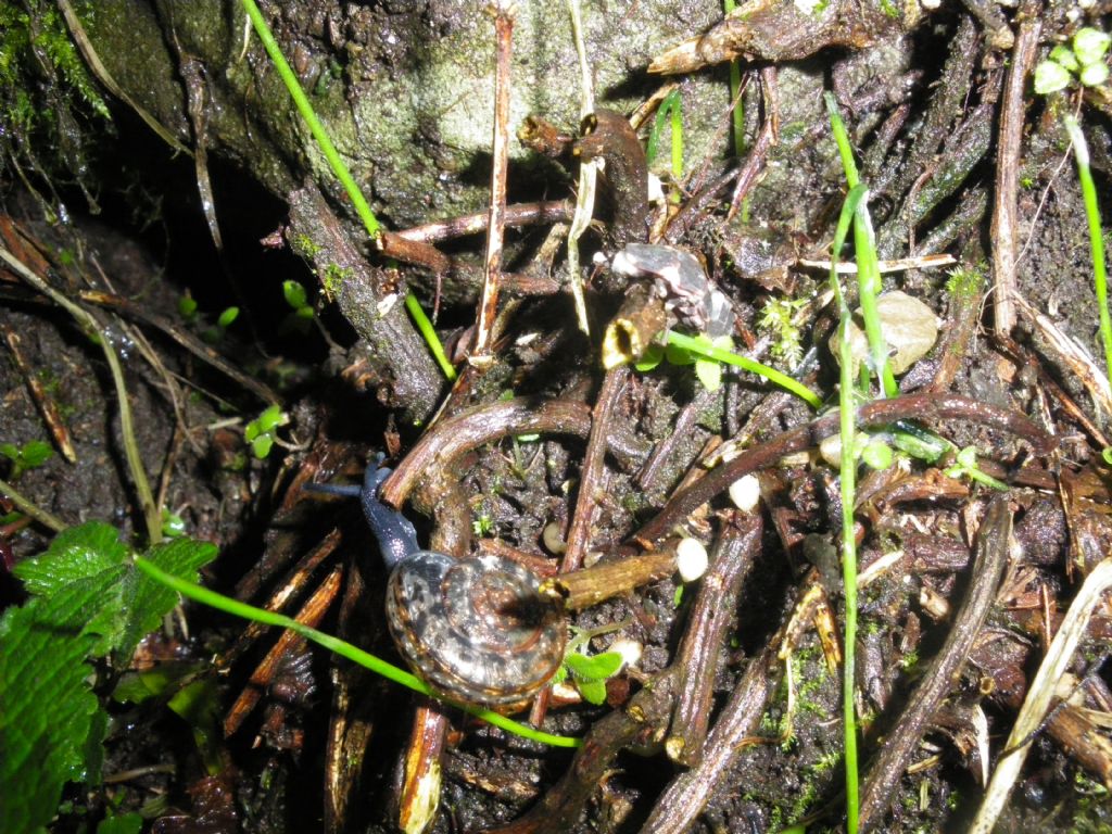 Chilostoma contro lucciola