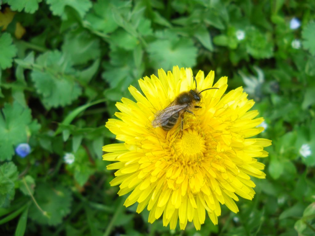 Maschio di Andrena sp.