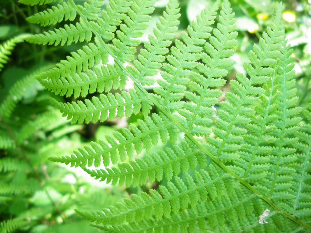 cfr. Athyrium filix-femina