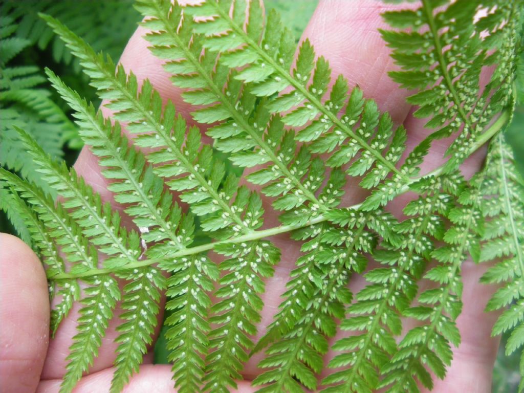 cfr. Athyrium filix-femina