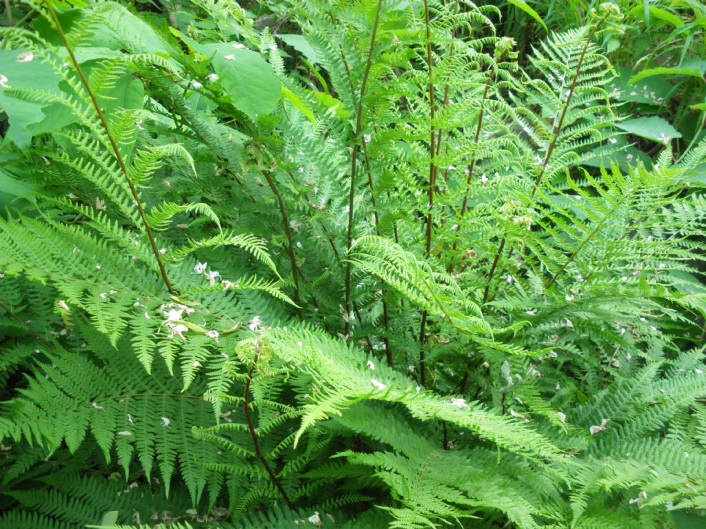 cfr. Athyrium filix-femina