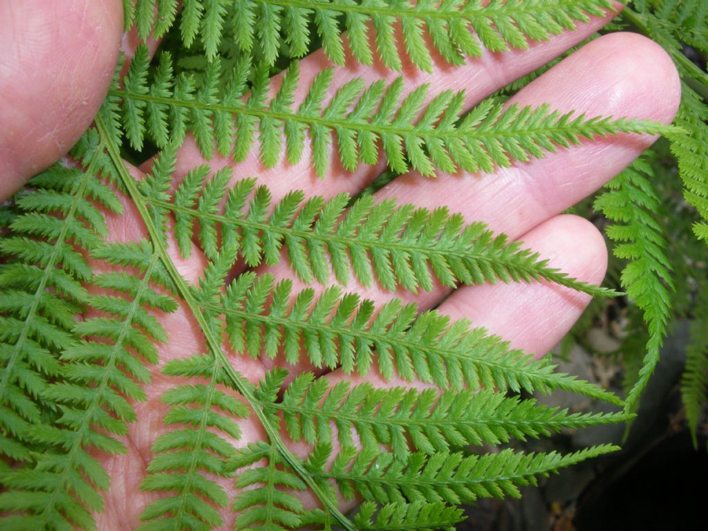 cfr. Athyrium filix-femina