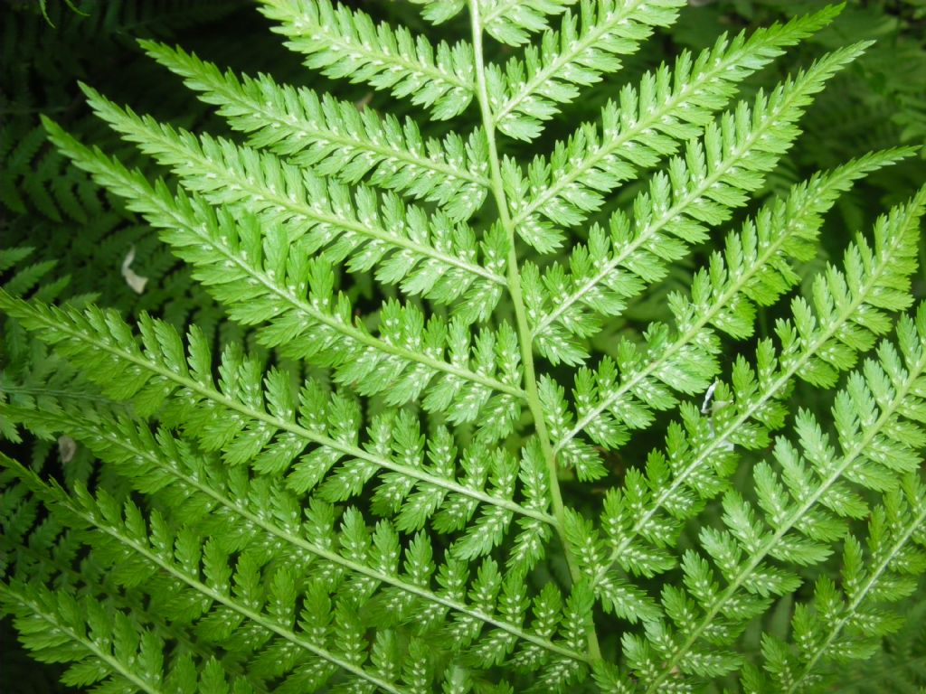 cfr. Athyrium filix-femina