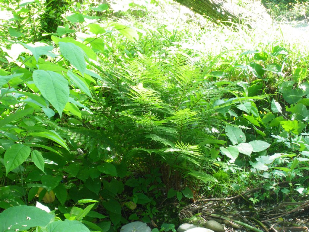 cfr. Athyrium filix-femina