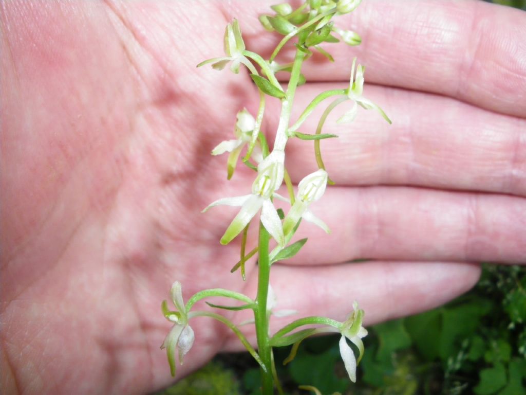 platanthera chlorantha? no, Platanthera bifolia