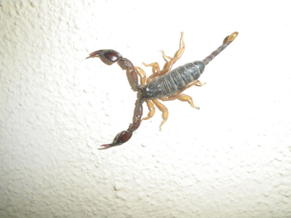 Euscorpius flavicaudis