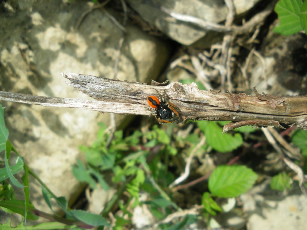 Philaeus chrysops maschio - Prato (PO)