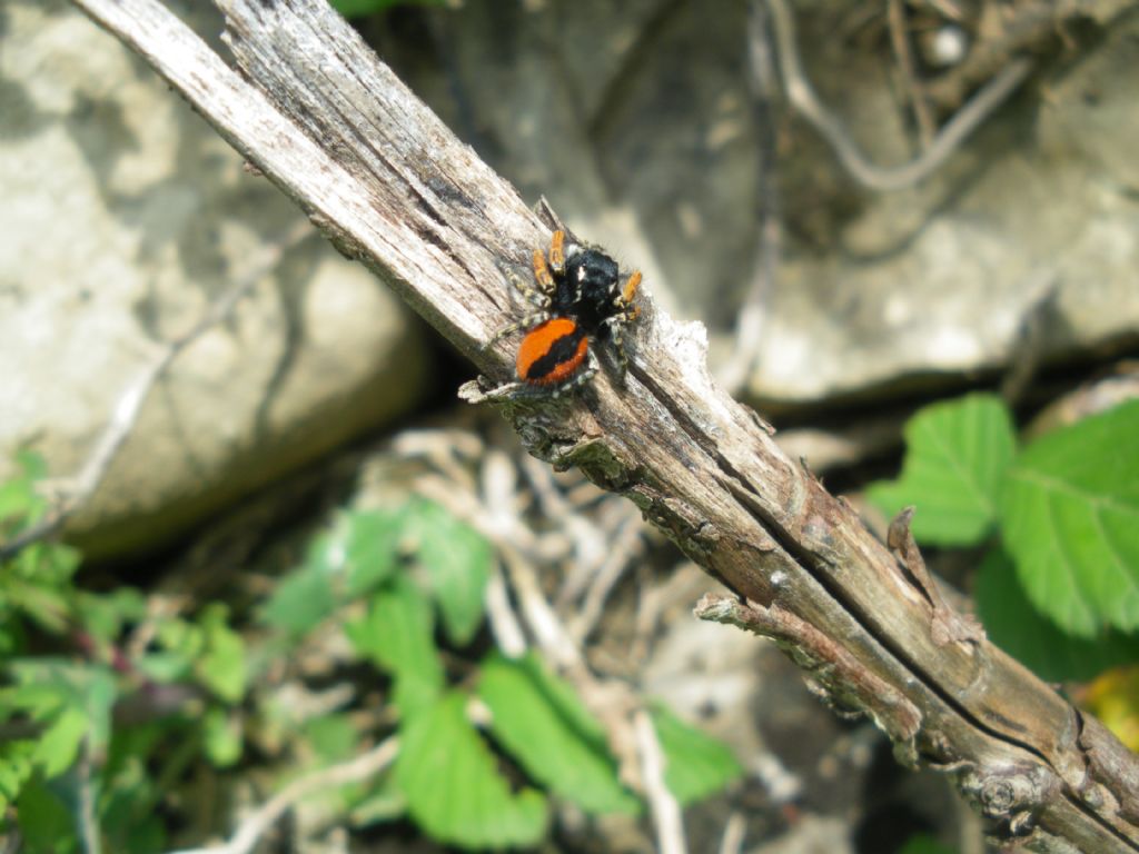 Philaeus chrysops maschio - Prato (PO)