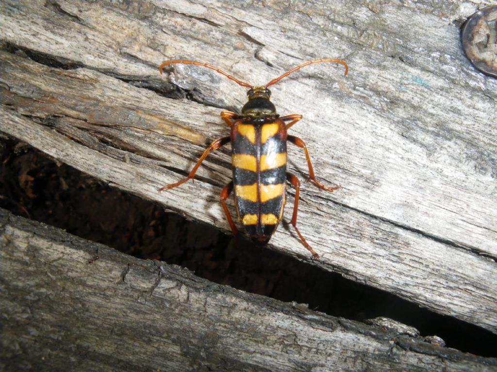 Aiuto ident..: Leptura aurulenta