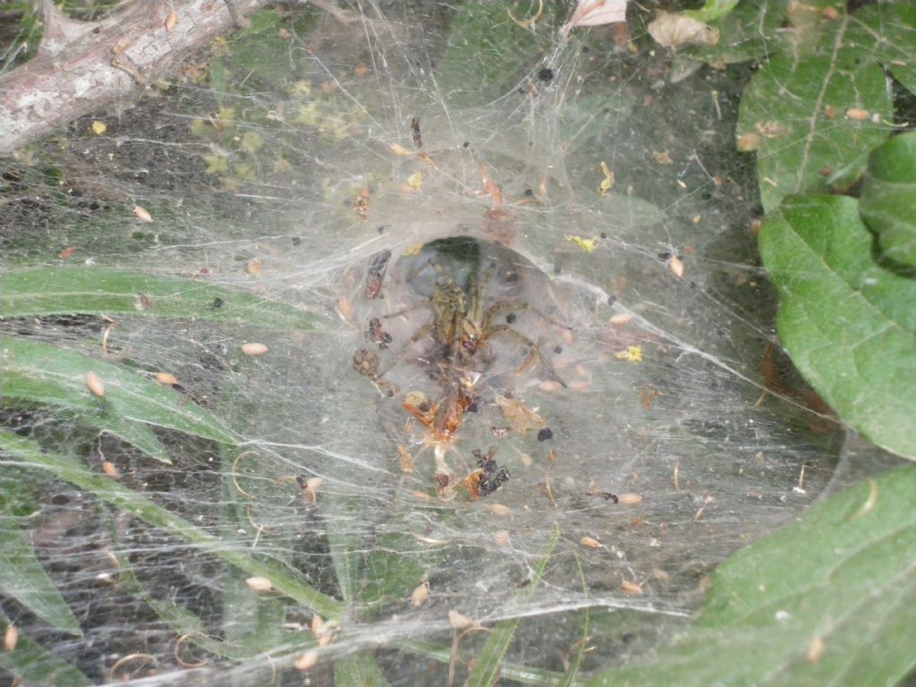 Agelena labyrinthica -  Prato (PO)