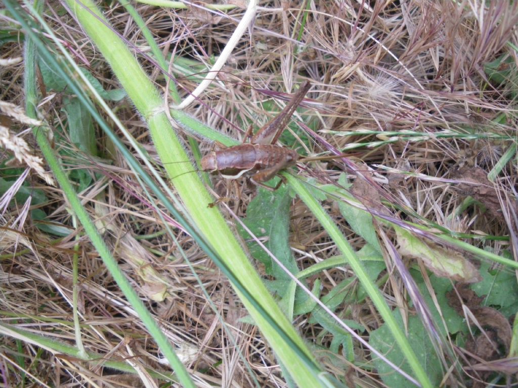 eupholidoptera chabrieri?