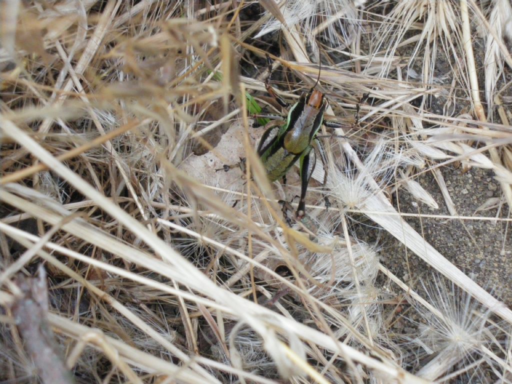 eupholidoptera chabrieri?