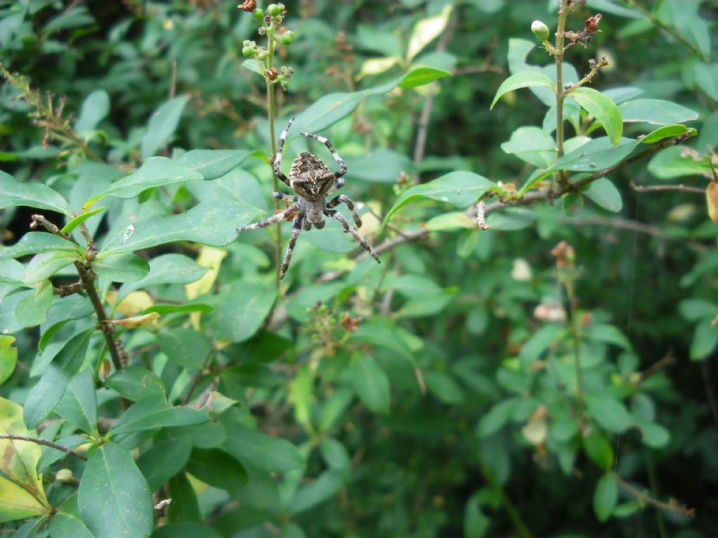 Araneus cf. angulatus - Prato (PO)