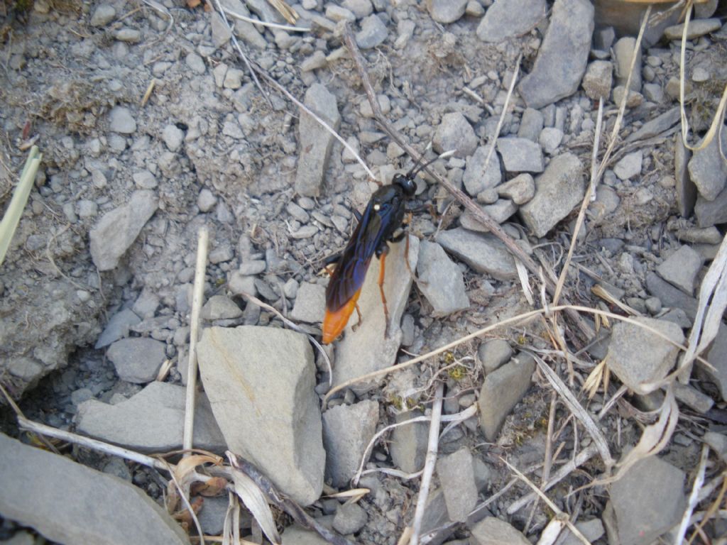 IOchneumonidae blu e giallo