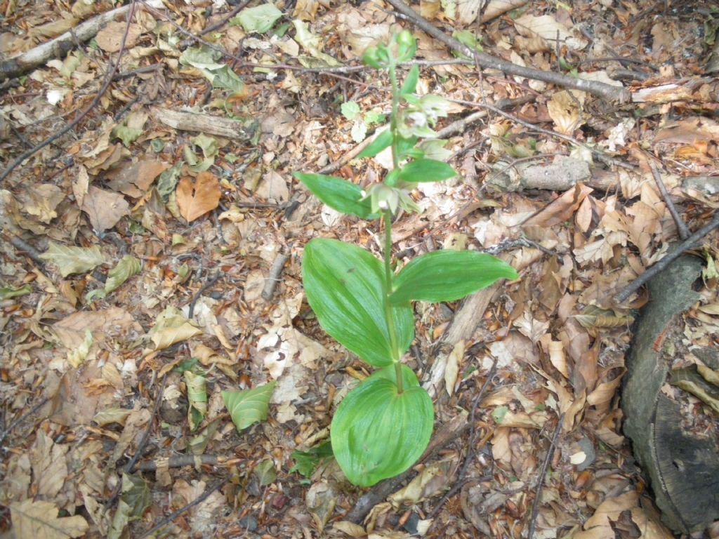 orchidea ? Epipactis sp.