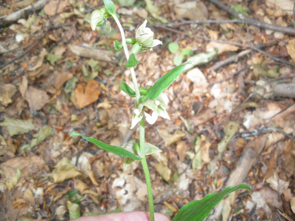 orchidea ? Epipactis sp.