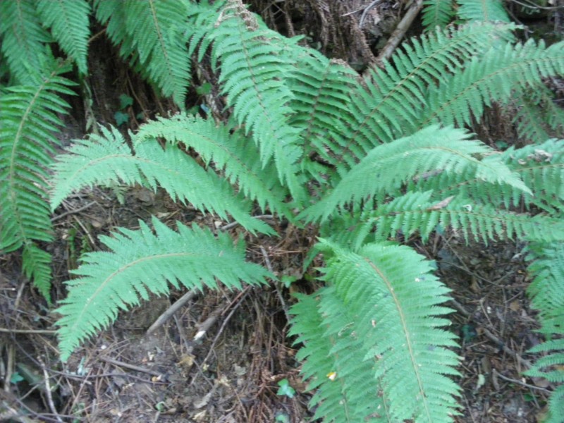 felce da id - Polystichum sp.